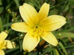 autumn_daffodil