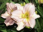 burgess_seashell