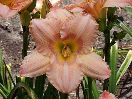 corinthian_pink