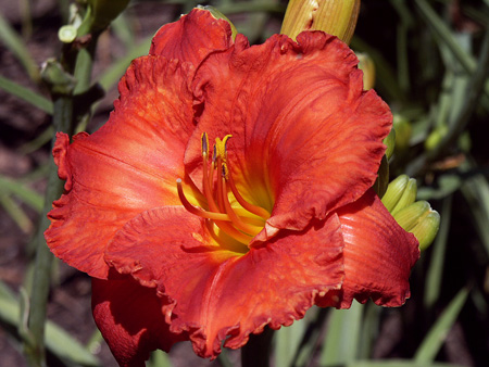 desert_flame