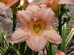 corinthian_pink