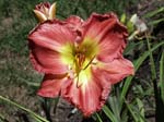 dena_marie_s_sister
