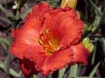 desert_flame