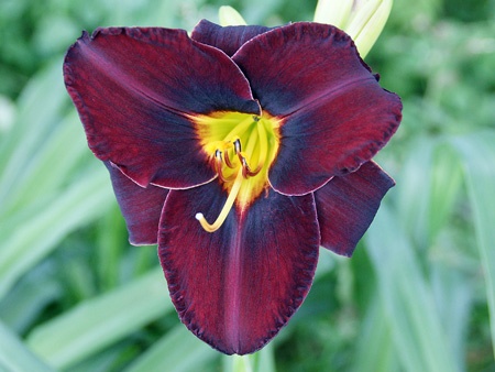 ebony_fire