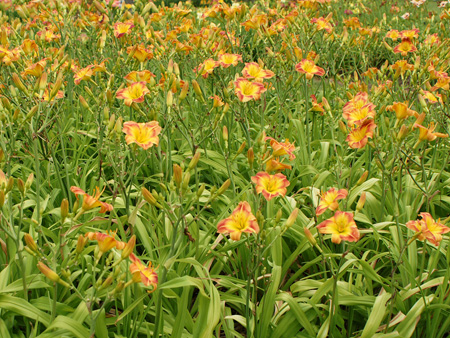 fairy_firecracker