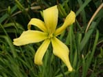 gadsden_light
