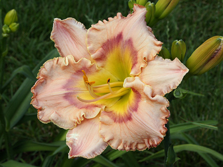 hearts_and_flowers