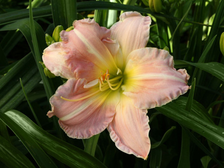 helen_shooter