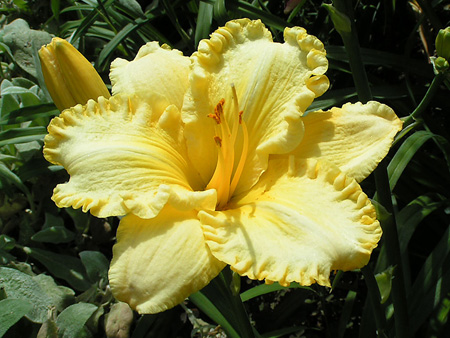 just_another_yellow