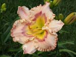 hearts_and_flowers