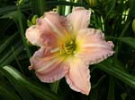 helen_shooter