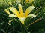 hemerocallis_citrina