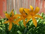 hemerocallis_middend#A0010