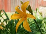 hemerocallis_middendorfii