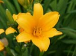 hemerocallis_unknown#A0011