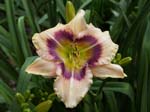 huckleberry_candy