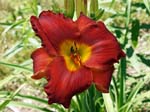 hunter_s_torch
