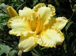just_another_yellow