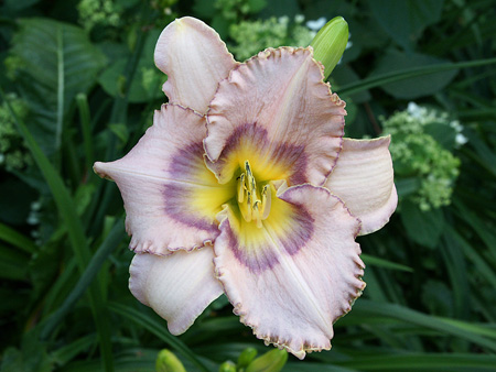 lavender_showstopper