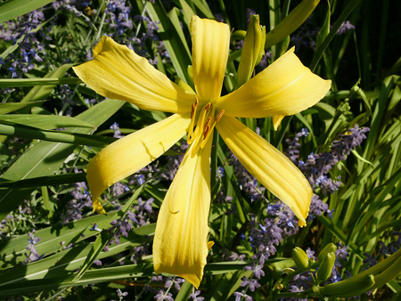 lemonfellow