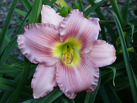lowcountry_lady