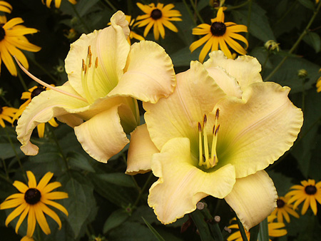 luminous_beauty_rudbeckia