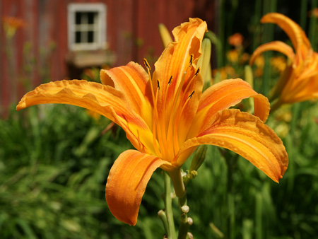 lustrous