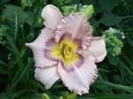 lavender_showstopper