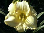 lemon_moon_shadows