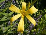 lemonfellow