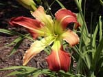 lorita_wadsworth