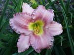 lowcountry_lady