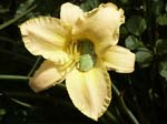 luminous_beauty_frog