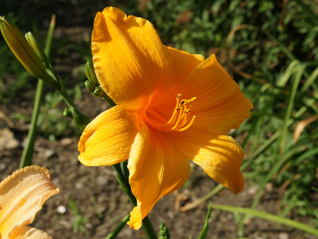 orange_glow