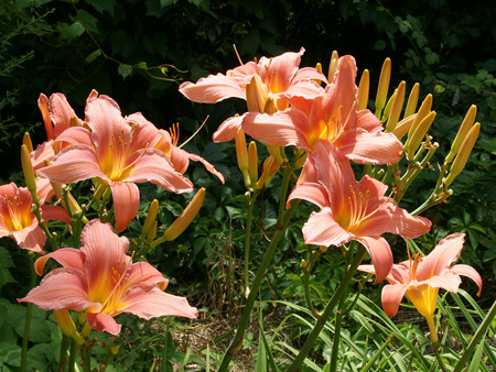 patricia_fay_clump