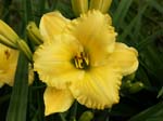 omaha_sunshine