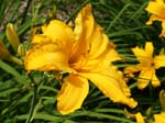 orange_beauty