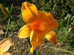 orange_glow