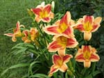 passion_s_promise_clump
