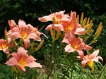 patricia_fay_clump