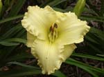 pineapple_daiquiri