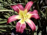 purple_arachne