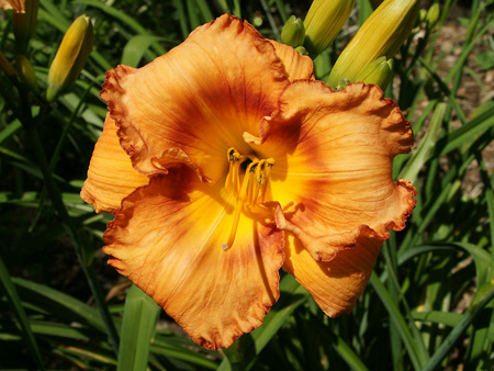 radiant_simplicity
