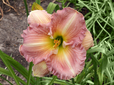 ragtime_ruffles