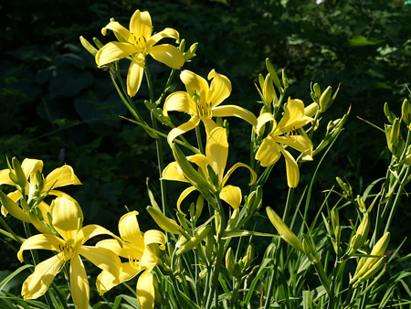 randers_pride_clump