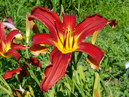 red_hill