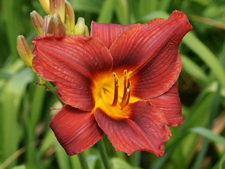red_revel