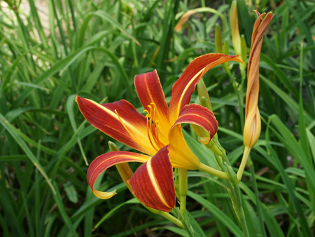 red_top