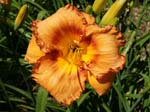 radiant_simplicity