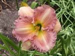 ragtime_ruffles